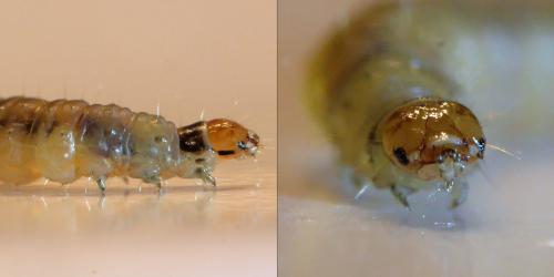Réf. 273 956 : Ditula angustiorana